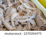 Squilla mantis, species of mantis shrimp found in shallow coastal areas of the Mediterranean Sea and the Eastern Atlantic Ocean: cicala or pacchero, fished mantis shrimp sold in a fish market in Bari