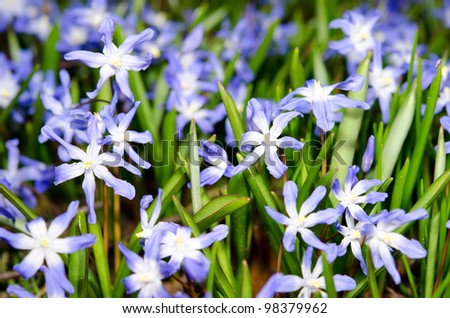 squills, flower bed in early spring