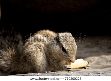 Squireel eating potrait