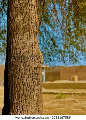 squireel playing on the tree
