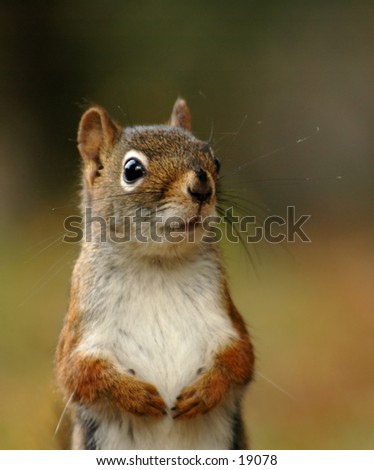 Similar – Image, Stock Photo close up of hungry gray squirrel