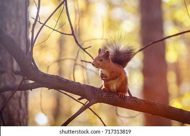 Squirel