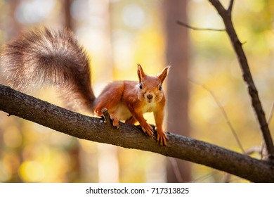 Squirel