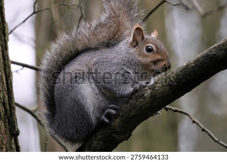 Squirel posing on a brach of a tree