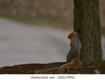 squirell looking for nuts