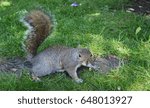 squirrel 