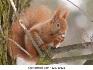 Squirrel