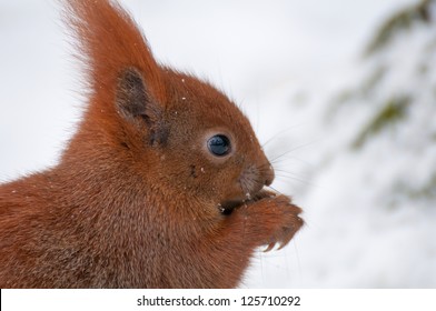 Squirrel