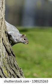Squirrel