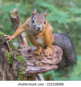 Squirrel