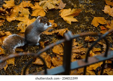  Squirrel
