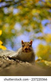 Squirrel