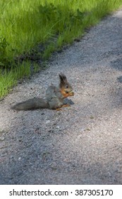 squirrel