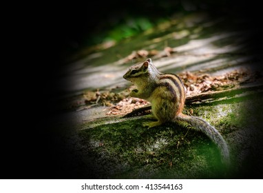 Squirrel