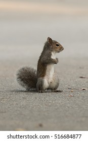 squirrel