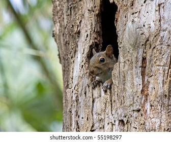 Squirrel - Shutterstock ID 55198297