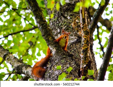 Squirrel