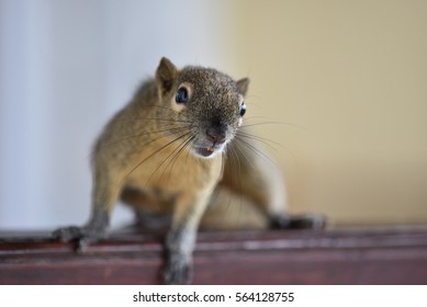 squirrel
