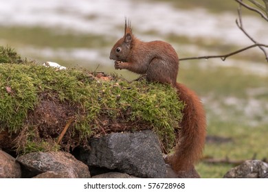 squirrel - Powered by Shutterstock - Get 15% off with code: PIKWIZARD15