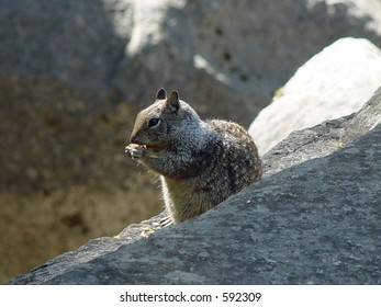 Squirrel