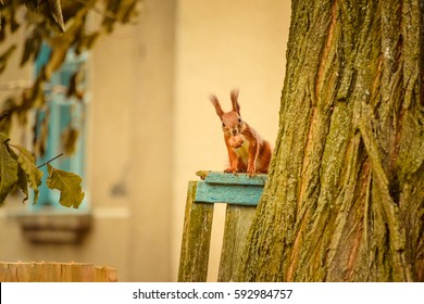 squirrel