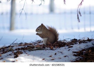 Squirrel