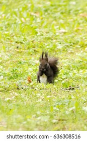 Squirrel 