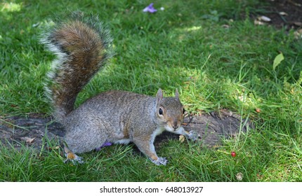 squirrel 
