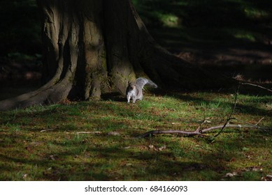 squirrel