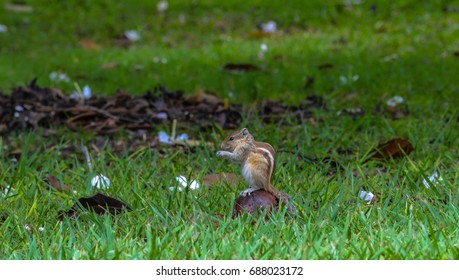 The squirrel