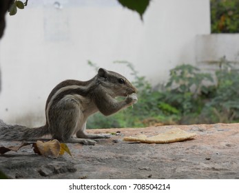 Squirrel 