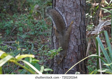 squirrel