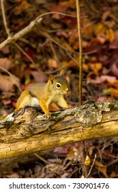 Squirrel