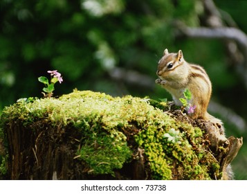 Squirrel