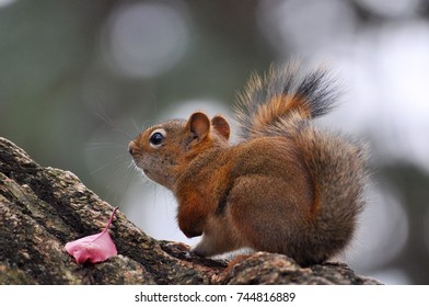 Squirrel