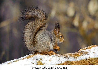 Squirrel