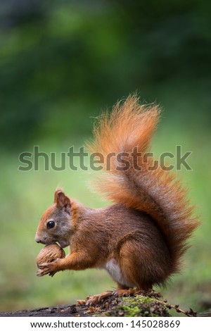 Similar – curious gray squirrel looking at camera