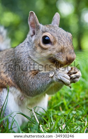 Similar – Image, Stock Photo closeup of grey squirrel face