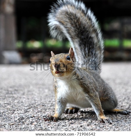 Squirrel