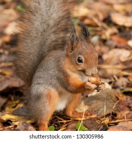 Squirrel With A Acorn