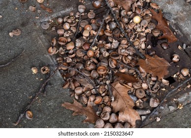Squirrel acorn mayhem all that's left are the shells