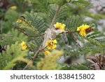 Squirrel activity on a tree