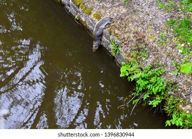 Squirrel Adopts Strange Position To Get A Crafty Drink From The Canal