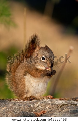 Similar – Image, Stock Photo close up of hungry gray squirrel