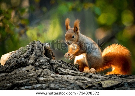 Similar – squirrels Environment