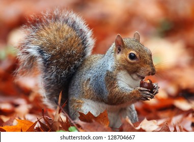 Squirrel, Autumn, acorn and dry leaves