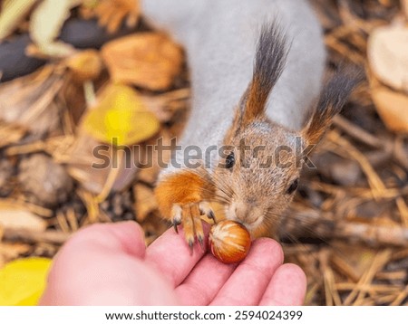 A squirrel in the autumn eats nuts from a human hand. Eurasian red squirrel, Sciurus vulgaris.