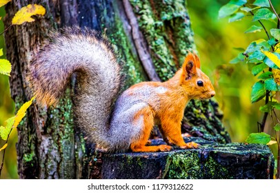 Squirrel in autumn forest scene. Autumn forest squirrel. Squirrel in autumn forest scene. Squirrel in autumn nature