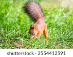 Squirrel in autumn hides nuts on the green grass with fallen yellow leaves. Squirrel looking for food on the ground. Wild animal. Autumn forest.