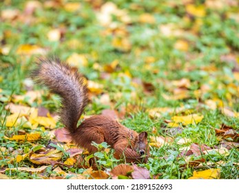 Squirrel In Autumn Hides Nuts On The Green Grass With Fallen Yellow Leaves. Squirrel Looking For Food On The Ground. Wild Animal. Autumn Forest.